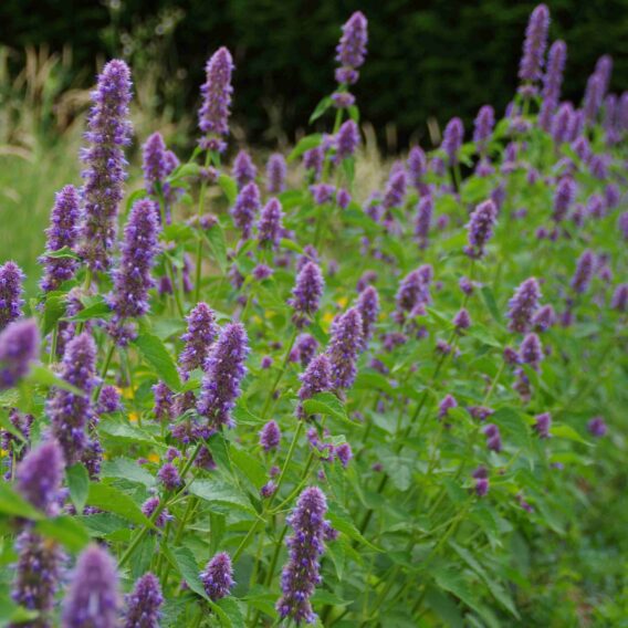 Agastache Anisée