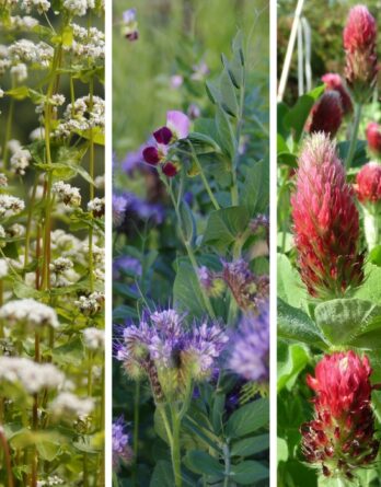 semence couvert végétal de printemps