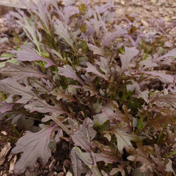 semences moutarde ruby streaks