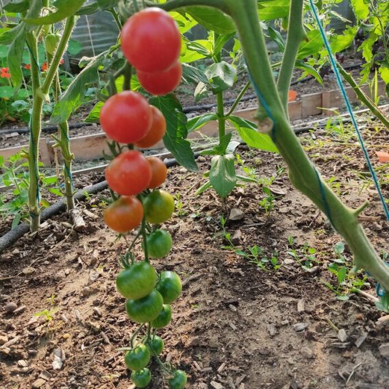 semence tomate cerise rouge zuckertraube