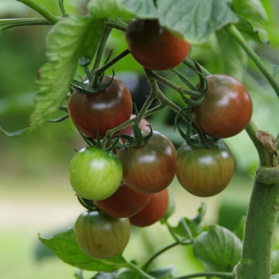 semence tomate cerise black cherry