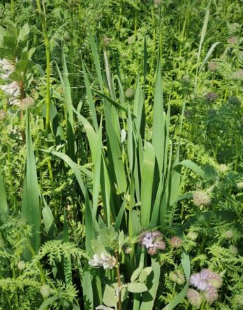 semence couvert végétal d'hiver