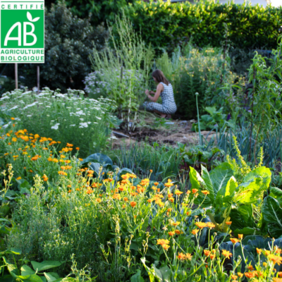 jardin potager semence biologique