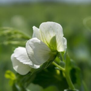 fleur de pois