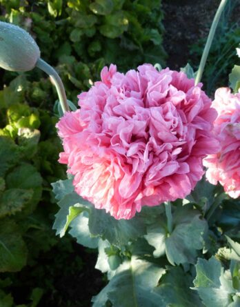 Pavot à fleur double