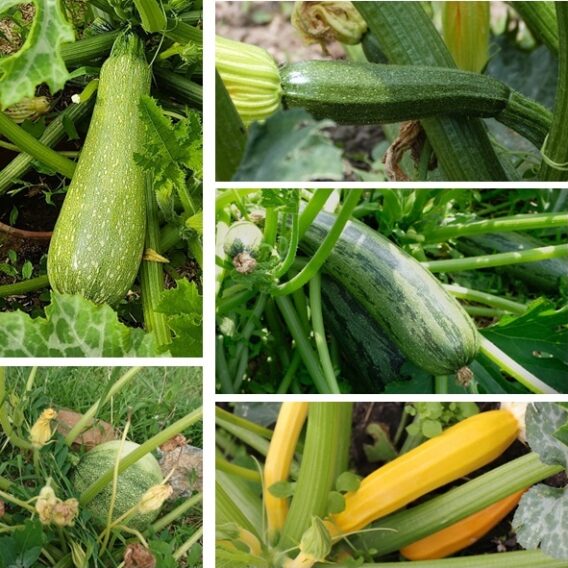 graine_biologique_mélange_courgettes