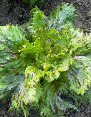 Laitue Batavia Jester Bio