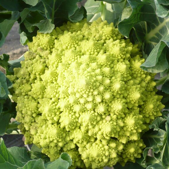 Graines_bio_chou_romanesco_DOR