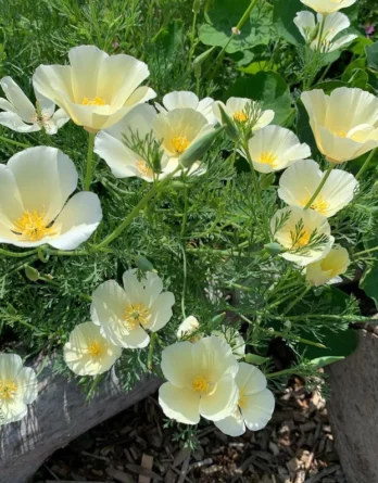 pavot de Californie blanc