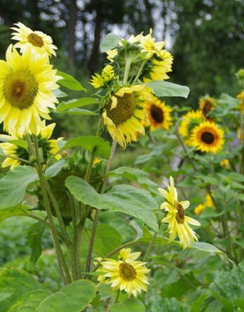 Tournesol Multifleurs Bio