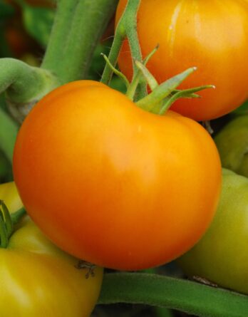 Graines_Tomate_orange_kaki_coing