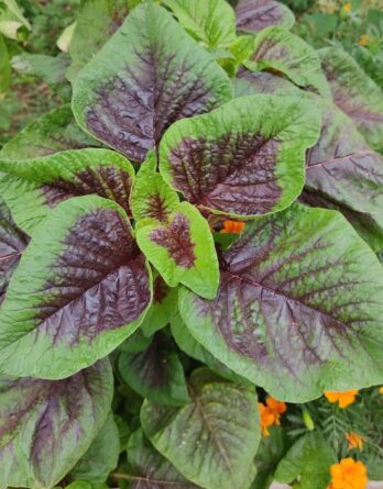 graine_amarante_tricolore