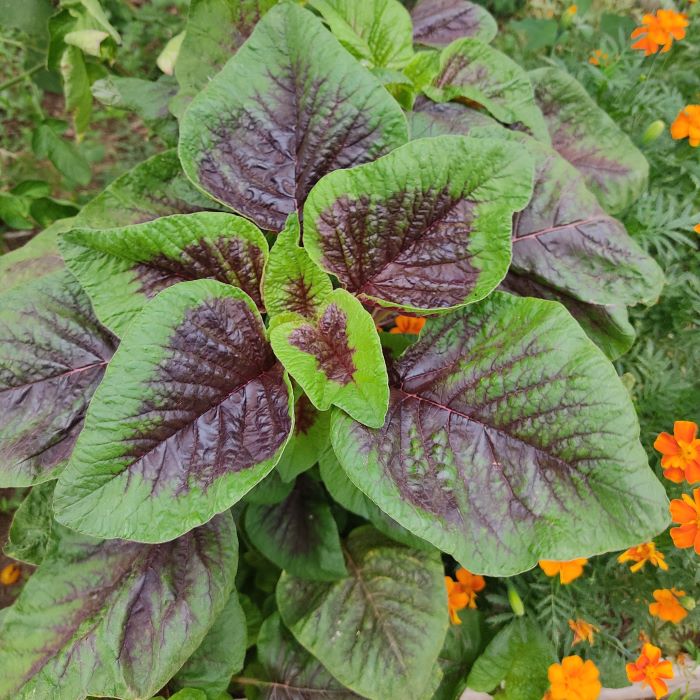 graine_amarante_tricolore