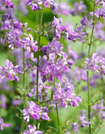 semence_orchidée_du_pauvre_J_1