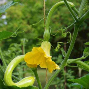 Courge_Trompette_d_albenga