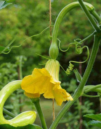 Courge_Trompette_d_albenga