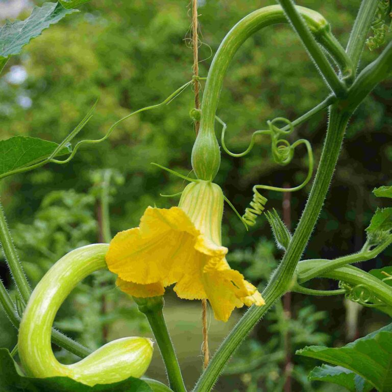 Courge_Trompette_d_albenga