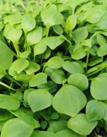 Graine_claytone_de_cuba_J2