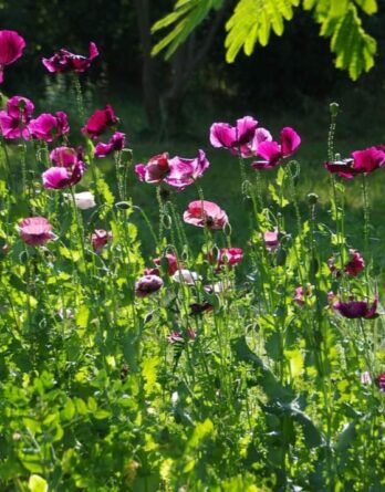 Graines_Pavot_Violet_laurens_grape_J1