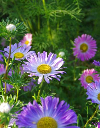 Graines_Reine_Marguerite_J2