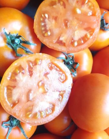 Graines_tomate_Orange_carotina_KOL2