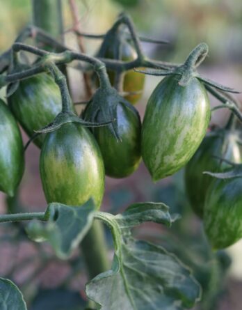 Graines_tomate_cocktail_lucky_tiger_M_1