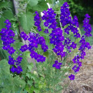 Pied_d_alouette_bleu