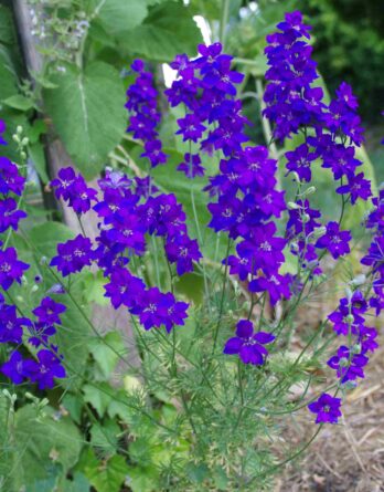 Pied_d_alouette_bleu