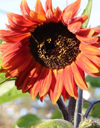 semences tournesol velvet Queen