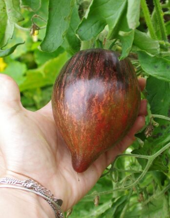 Tomate Star Fighter Prime Bio