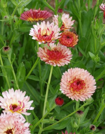 Graines_souci_Strawberry_Blond