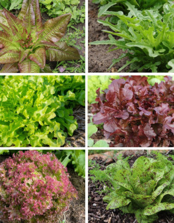 Laitue en Mélange - Bio
