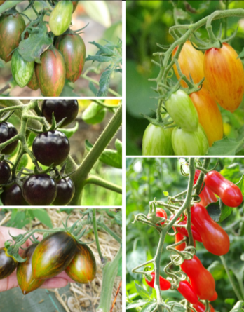 Tomate Cocktail en Mélange Bio