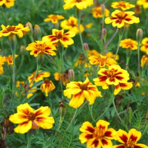œillet d'inde nain à fleur bicolore