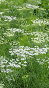 Ombelle d'Ammi