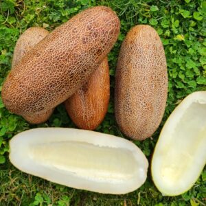 Concombre KaiserAlexander Graines bio