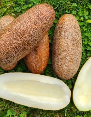 Concombre KaiserAlexander Graines bio