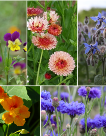 Fleurs Comestibles en Mélange Bio