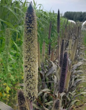 Millet Purple Majesty Bio