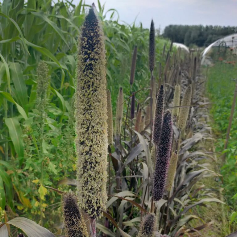 Millet Purple Majesty Bio