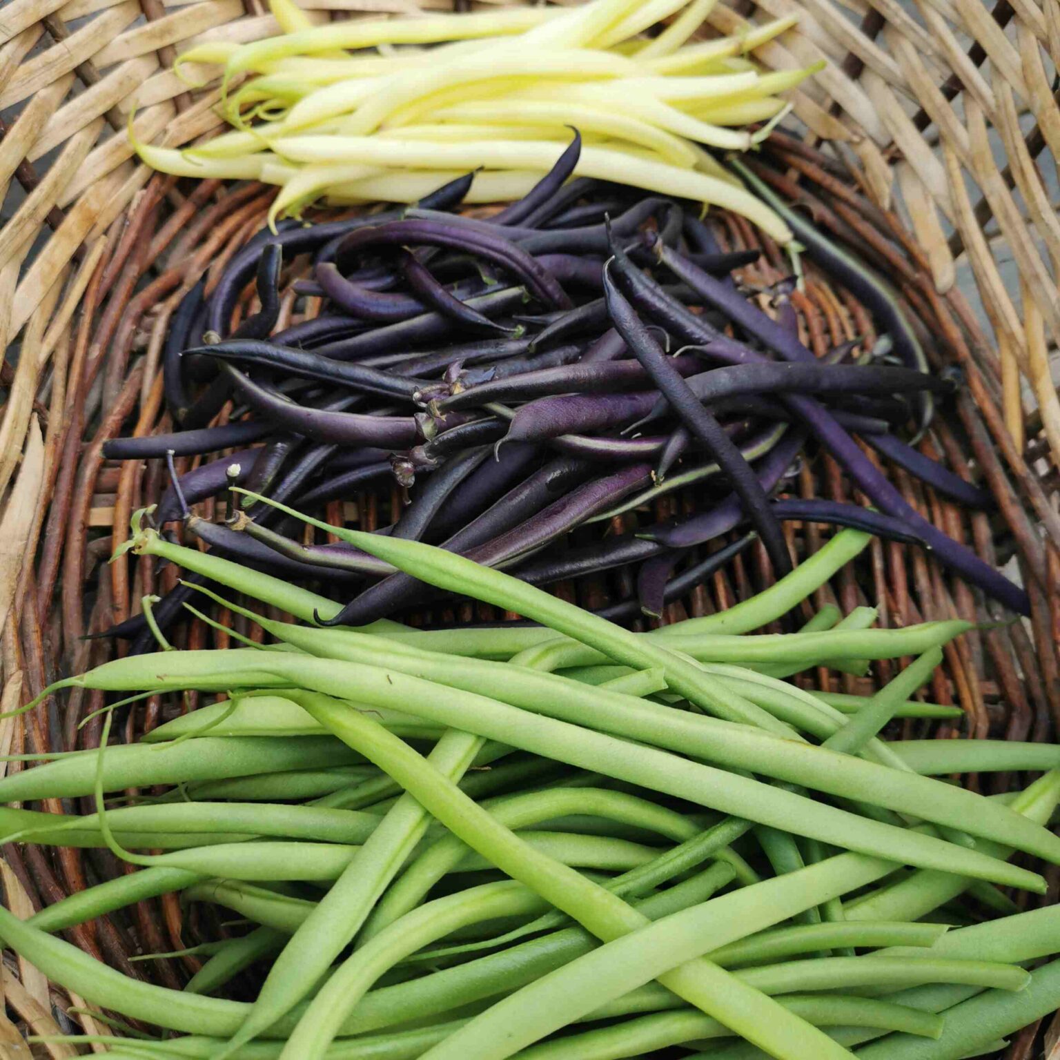 130 Semi Di Fagiolo Nano Violetto Purple Queen - Biologici - GreenSeed
