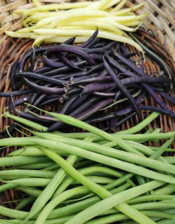 Haricot nain mangetout en mélange de couleurs