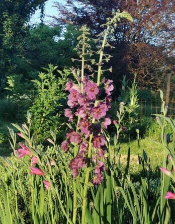 Molène de Phénicie