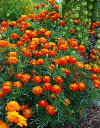 Œillet d'inde nain double graines bio