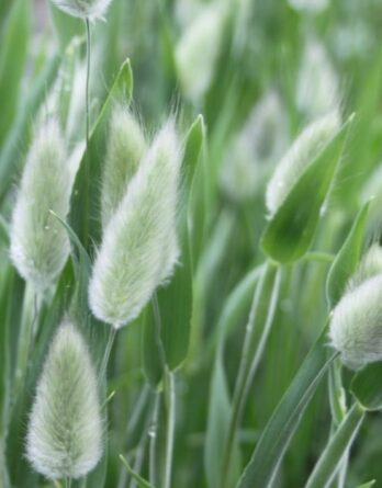 Queue-de-lièvre, Lagurus Ovatus Bio