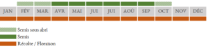 calendrier_semis_mesclun_asiatique
