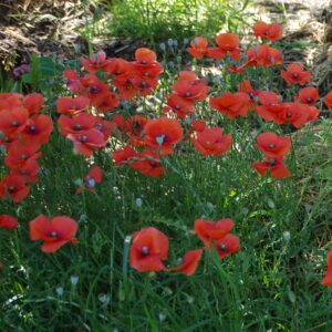 graine bio coquelicot