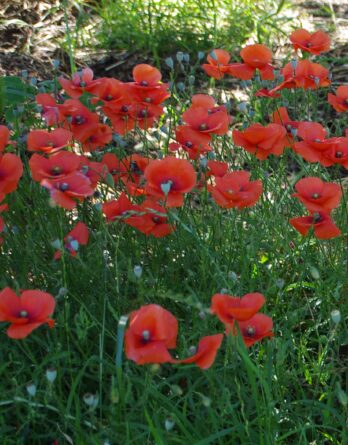 graine bio coquelicot