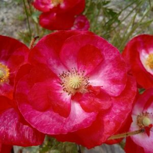 semence coquelicot bio