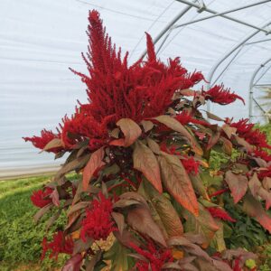 Amarante Pourpre graines bio
